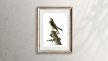 Load image into Gallery viewer, Le Petit Caporal Print by John Audubon