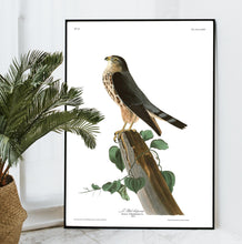 Load image into Gallery viewer, Le Petit Caporal Print by John Audubon