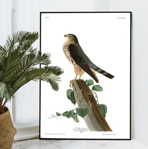Le Petit Caporal Print by John Audubon