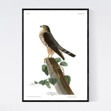 Load image into Gallery viewer, Le Petit Caporal Print by John Audubon
