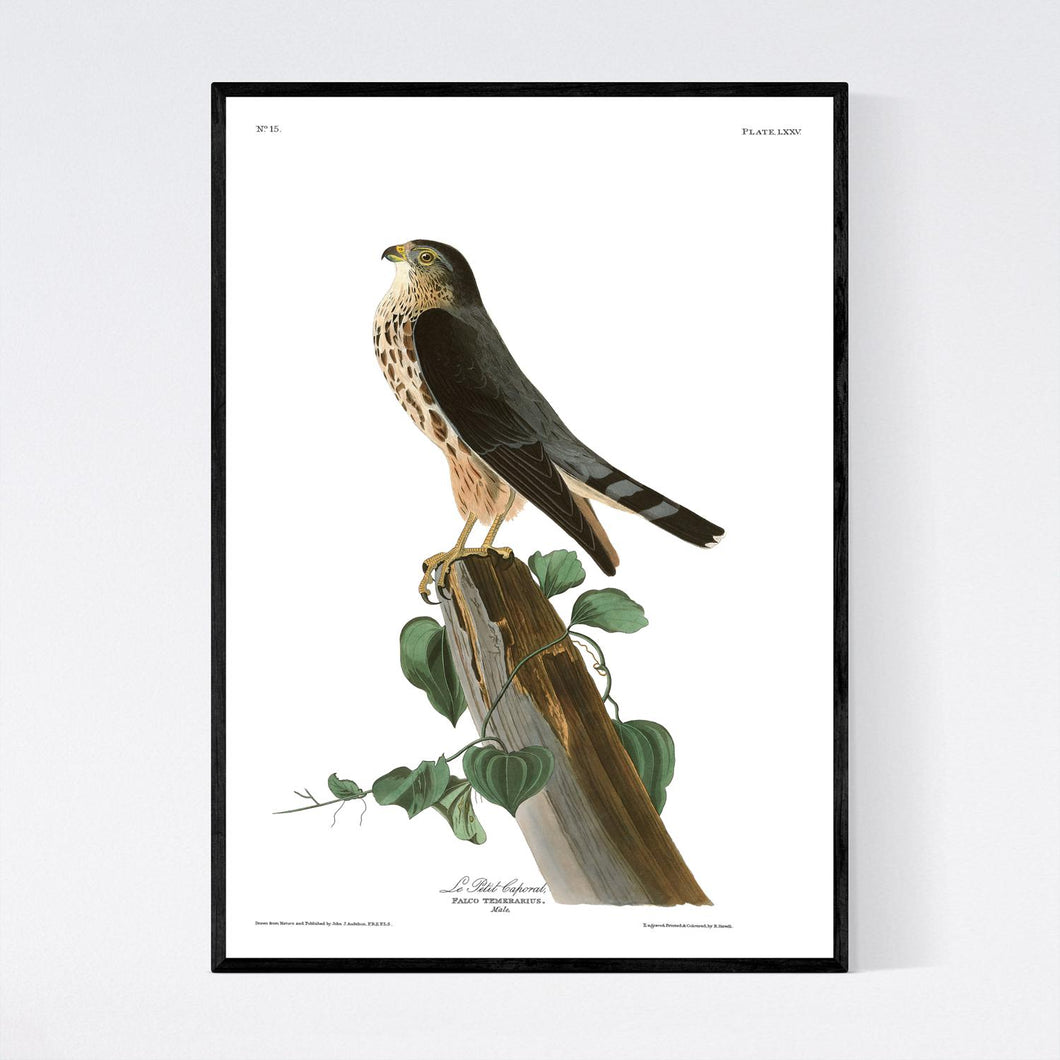 Le Petit Caporal Print by John Audubon