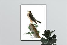 Load image into Gallery viewer, Le Petit Caporal Print by John Audubon