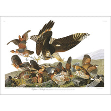 Load image into Gallery viewer, Virginian Partridge Print by John Audubon