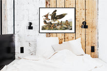 Load image into Gallery viewer, Virginian Partridge Print by John Audubon