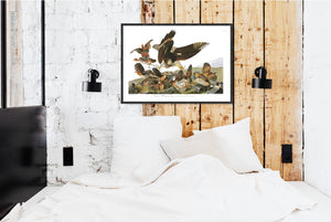 Virginian Partridge Print by John Audubon