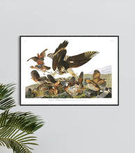Load image into Gallery viewer, Virginian Partridge Print by John Audubon