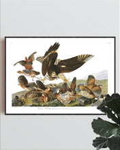 Load image into Gallery viewer, Virginian Partridge Print by John Audubon