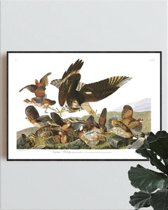 Virginian Partridge Print by John Audubon