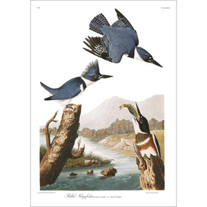 Belted Kingfisher Print by John Audubon