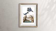 Load image into Gallery viewer, Belted Kingfisher Print by John Audubon