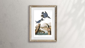 Belted Kingfisher Print by John Audubon