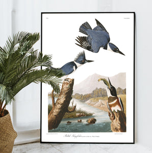 Belted Kingfisher Print by John Audubon