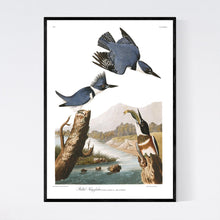 Load image into Gallery viewer, Belted Kingfisher Print by John Audubon