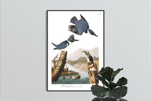 Load image into Gallery viewer, Belted Kingfisher Print by John Audubon