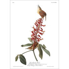 Load image into Gallery viewer, Great Carolina Wren Print by John Audubon