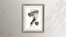 Load image into Gallery viewer, Tyrant Fly-Catcher Print by John Audubon