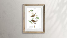 Load image into Gallery viewer, White Throated Sparrow Print by John Audubon