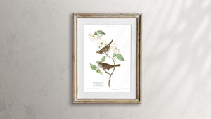 White Throated Sparrow Print by John Audubon