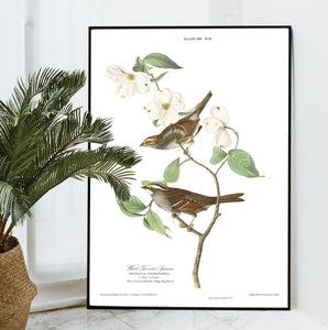 White Throated Sparrow Print by John Audubon