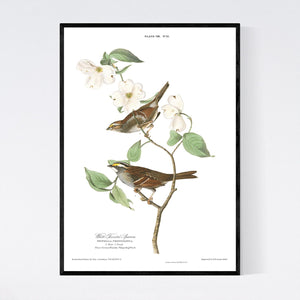 White Throated Sparrow Print by John Audubon