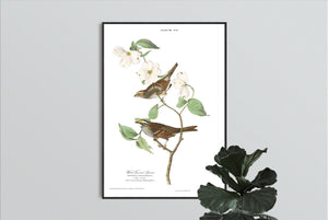 White Throated Sparrow Print by John Audubon