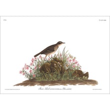 Load image into Gallery viewer, Prairie Titlark Print by John Audubon