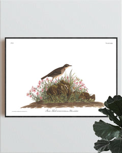 Prairie Titlark Print by John Audubon