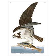 Load image into Gallery viewer, Fish Hawk or Osprey Print by John Audubon