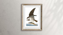 Load image into Gallery viewer, Fish Hawk or Osprey Print by John Audubon