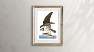 Fish Hawk or Osprey Print by John Audubon