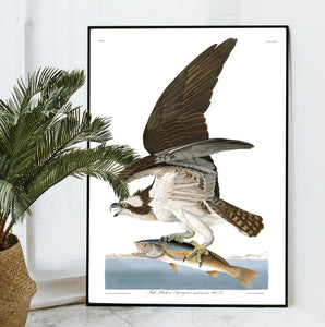 Fish Hawk or Osprey Print by John Audubon