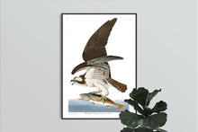 Load image into Gallery viewer, Fish Hawk or Osprey Print by John Audubon