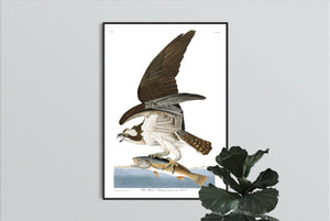 Fish Hawk or Osprey Print by John Audubon