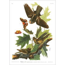 Load image into Gallery viewer, Whip-Poor-Will Print by John Audubon