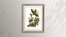 Load image into Gallery viewer, Whip-Poor-Will Print by John Audubon