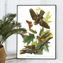 Load image into Gallery viewer, Whip-Poor-Will Print by John Audubon