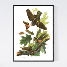 Load image into Gallery viewer, Whip-Poor-Will Print by John Audubon
