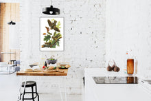 Load image into Gallery viewer, Whip-Poor-Will Print by John Audubon