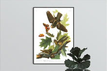 Load image into Gallery viewer, Whip-Poor-Will Print by John Audubon