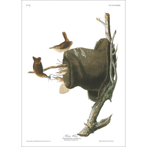 House Wren Print by John Audubon