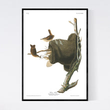 Load image into Gallery viewer, House Wren Print by John Audubon