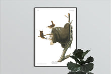 Load image into Gallery viewer, House Wren Print by John Audubon
