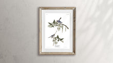 Load image into Gallery viewer, Blue-Grey Flycatcher Print by John Audubon