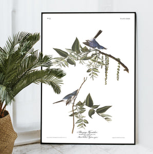 Blue-Grey Flycatcher Print by John Audubon