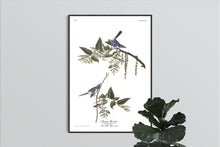 Load image into Gallery viewer, Blue-Grey Flycatcher Print by John Audubon