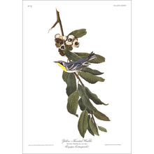 Load image into Gallery viewer, Yellow Throated Warbler Print by John Audubon
