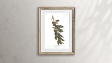 Load image into Gallery viewer, Yellow Throated Warbler Print by John Audubon