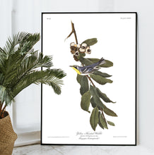Load image into Gallery viewer, Yellow Throated Warbler Print by John Audubon