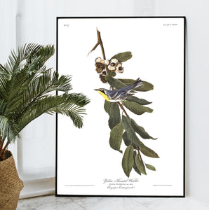 Yellow Throated Warbler Print by John Audubon