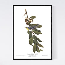Load image into Gallery viewer, Yellow Throated Warbler Print by John Audubon